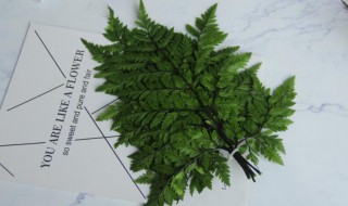 羊齿的含义是什么 羊呲牙是什么意思