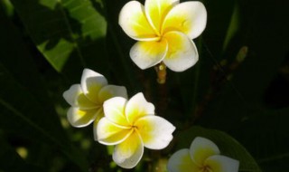 小暑节气的特征是什么 小暑节气特点是什么