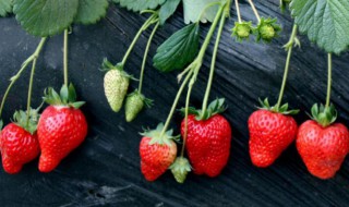 草莓树的花语是什么（野草莓的花语）