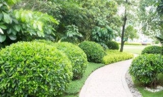 乔木和灌木的区别是什么 乔木和灌木的区别是什么植物