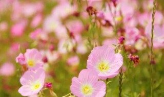 红樱草的生日花语是什么（红花樱草花语）