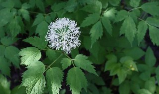 累叶升麻的花语是什么