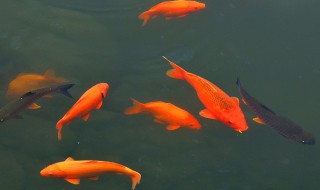 孕妇梦见鱼预示着什么 孕妇梦见鱼代表什么意思