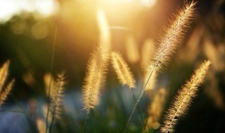 狗舌草的生日花语是什么