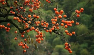 二十四节气霜降为什么要吃柿子 为什么要在霜降节气吃柿饼呢