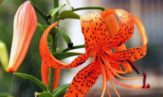 虎皮百合花语是什么 虎皮百合花语请爱我