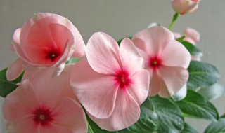 长春花的花语是什么意思 长春花花语和寓意来祝福