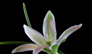 伯利恒之星的花语及含义是什么 伯利恒之星俗名