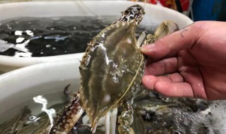 如何清洗梭子蟹（如何清洗梭子蟹的视频）