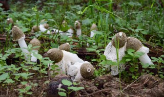 竹荪如何清洗（竹荪如何清洗视频）