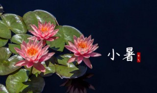 农民在小暑大暑做什么 农民在小暑大暑做什么生意好