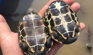 巴西龟为什么不能放生 巴西龟为什么不能随便放生