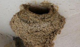 燕子窝为什么不能捅（家里的燕子窝为什么不能捅）