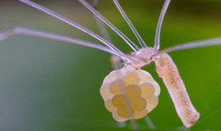 幽灵蛛为什么不能打死（家中常见的20种蜘蛛）