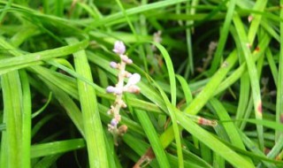 关于袋草含义是什么（草袋子是什么）