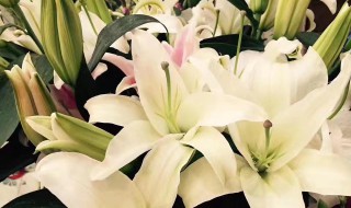 梦见买花是什么意思 梦见买花是什么意思周公解梦