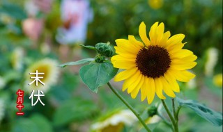 在三伏天吃什么比较好呢 三伏天吃些什么好