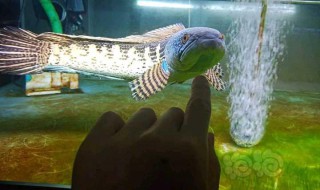 养雷龙鱼需要注意什么 养雷龙鱼需要注意什么事项