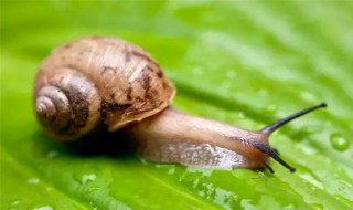 蜗牛的两对触角分别有什么作用（蜗牛的两对触角是干什么用的）