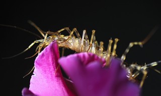 杀蚰蜒小妙招 杀蚰蜒用什么杀虫剂比较有效