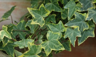 卫生间养什么植物除臭 卫生间放什么植物旺风水