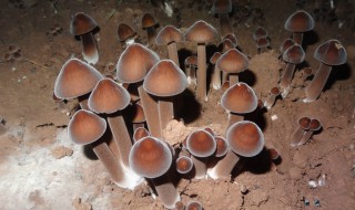 黑鸡枞菌种植方法（黑鸡枞人工种植技术）