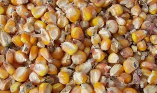 玉米轻微发霉处理方法（玉米轻微发霉处理方法视频）