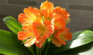 君子兰花怎么养（君子兰花怎么养护）