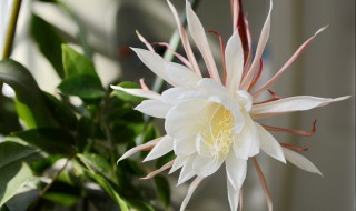 昙花如何养护才开花 昙花怎么修剪才利于开花