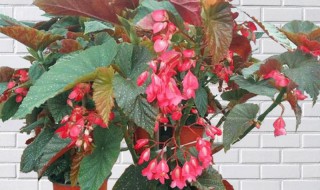 竹节海棠怎么养护长的好开花多 竹节海棠花的养殖方法和注意事项 盆栽