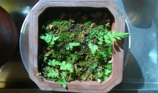 铁线蕨怎么繁殖（铁线蕨怎么繁殖视频）