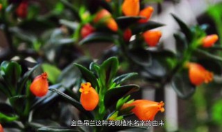 新买的金鱼吊兰咋养（新买的金鱼吊兰怎么养）