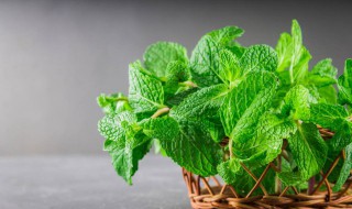薄荷怎么养盆栽 薄荷怎么养盆栽什么样浇水