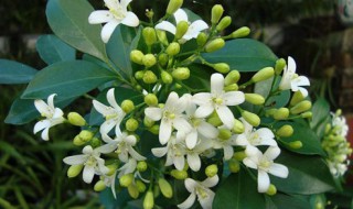 九里香怎么养才能开花（千里香花怎么养）