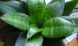 虎皮兰夏季如何养殖 虎皮兰夏季养殖方法