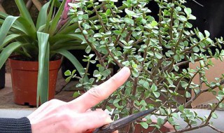 金枝玉叶夏季怎么养护 金枝玉叶夏季怎么养护和浇水