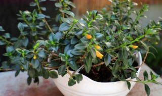 金鱼花怎么养才能更旺盛（金鱼花怎么养才能更旺盛一些）