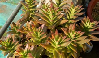 火祭徒长变绿怎么办 火祭徒长还有很多侧芽