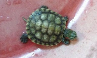 幼小的巴西龟怎喂食（小巴西龟怎么喂食!喜欢吃什么）