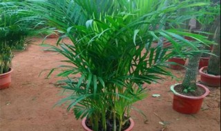 凤尾竹怎么养才茂盛 凤尾竹怎样养才茂盛