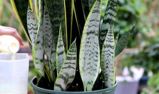 虎皮兰怎么养才长得好（吸甲醛最快最有效的植物）