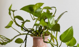 绿萝如何养殖 如何养好绿萝