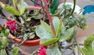 长寿花白粉病怎么办（长寿花的白粉病怎么处理）