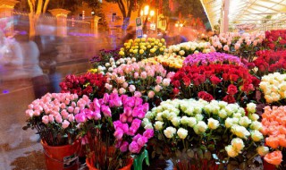 怎样修剪玫瑰花才能更旺盛 怎样修剪玫瑰花才能更旺盛视频