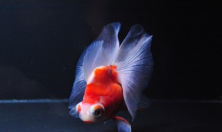 龙睛金鱼怎么养（龙睛金鱼怎么养活）