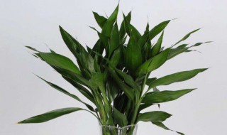 富贵竹黄叶子怎么补救（富贵竹黄叶子怎么补救图片）