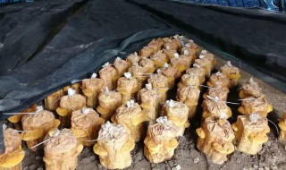 在家怎么种桑黄 在家怎么种桑黄′药材并取回收多少钱斤