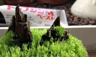 青苔怎么养才茂盛 青苔的养法