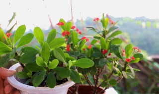 虎刺梅的扦插方法（大花虎刺梅的扦插方法）