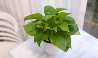 绿箩怎么养护长得才茂盛（绿萝怎么养才能更旺盛）